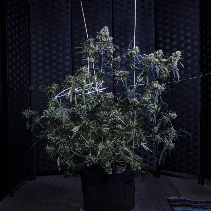 Old School Blues Mephisto Genetics - cime 5