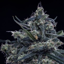 Old School Blues Mephisto Genetics - cime 6