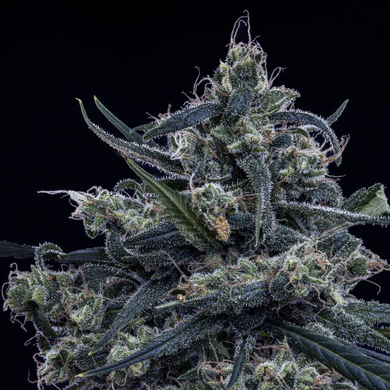 Old School Blues Mephisto Genetics - cime 6