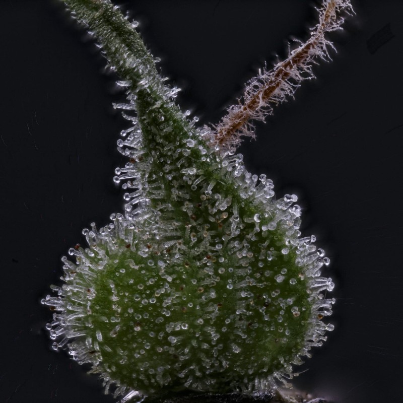 Old School Blues Mephisto Genetics - cime 7