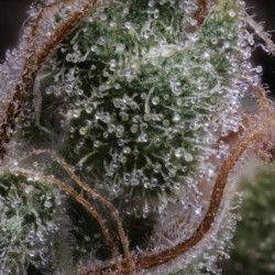 Old School Blues Mephisto Genetics - cime 8