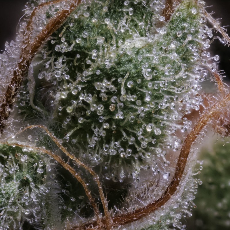 Old School Blues Mephisto Genetics - cime 8