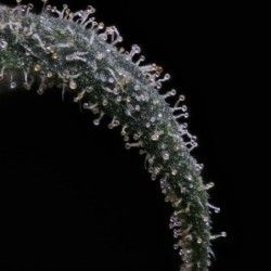 Old School Blues Mephisto Genetics - cime 9