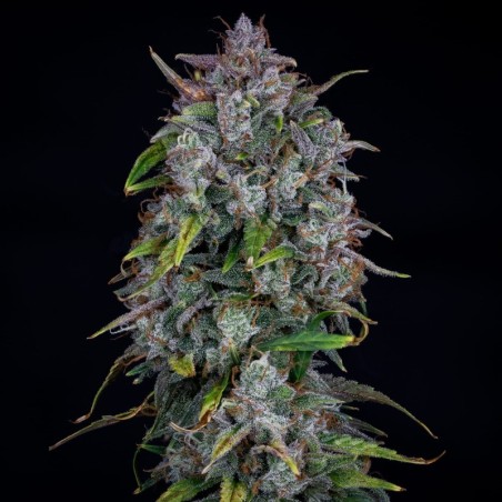Old School Mango Haze Mephisto Genetics - cime