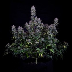 Old School Mango Haze Mephisto Genetics - cime 2