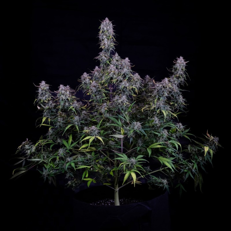 Old School Mango Haze Mephisto Genetics - cime 2