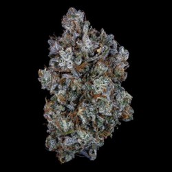 Old School Mango Haze Mephisto Genetics - cime 3