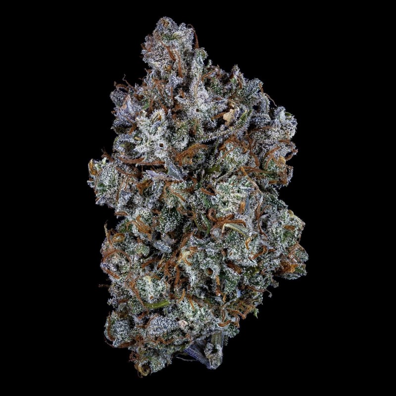 Old School Mango Haze Mephisto Genetics - cime 3