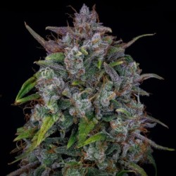 Old School Mango Haze Mephisto Genetics - cime 4