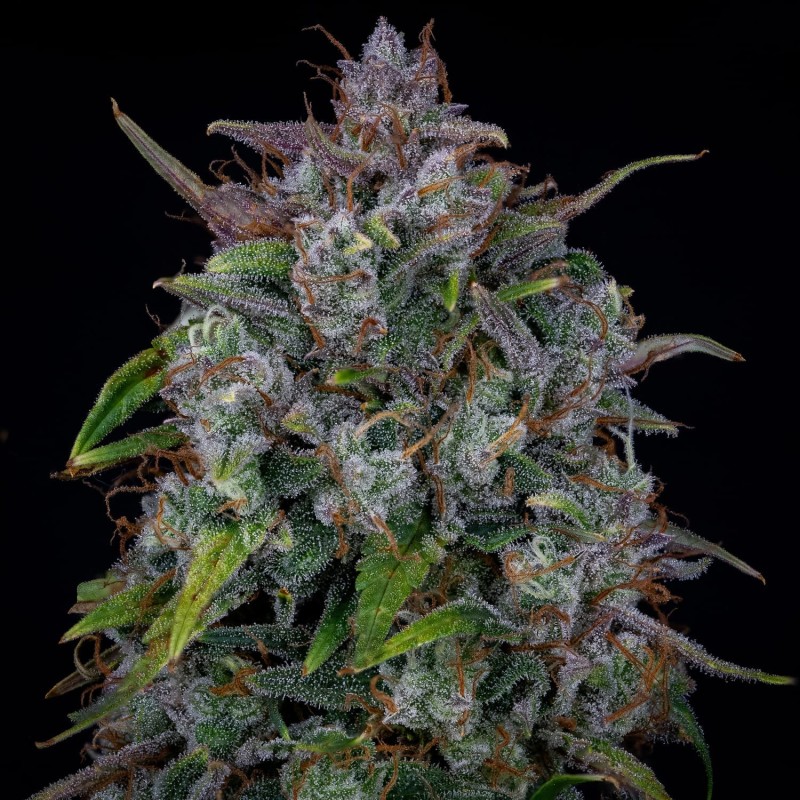 Old School Mango Haze Mephisto Genetics - cime 4