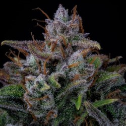 Old School Mango Haze Mephisto Genetics - cime 5
