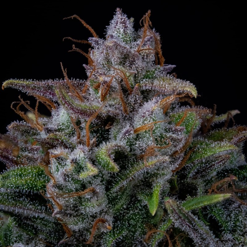 Old School Mango Haze Mephisto Genetics - cime 5