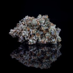 Old School Mango Haze Mephisto Genetics - cime 6