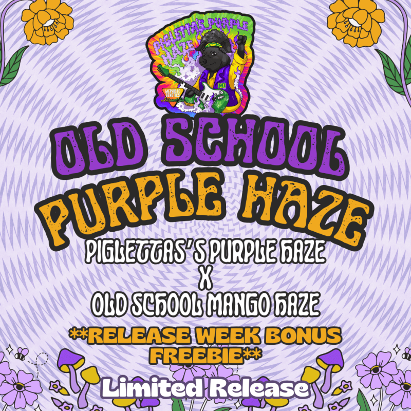 Old School Purple Haze Mephisto Genetics - immagine ufficiale