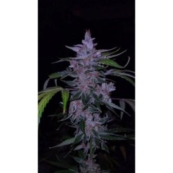 Old School Purple Nuggets Mephisto Genetics - cime