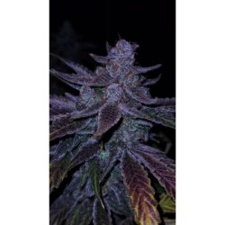 Old School Purple Nuggets Mephisto Genetics - cime 2