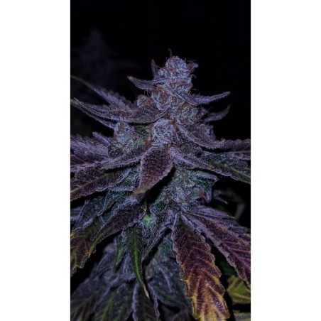 Old School Purple Nuggets Mephisto Genetics - cime 2
