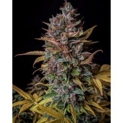 Orange Biscuits Mephisto Genetics - immagine ufficiale