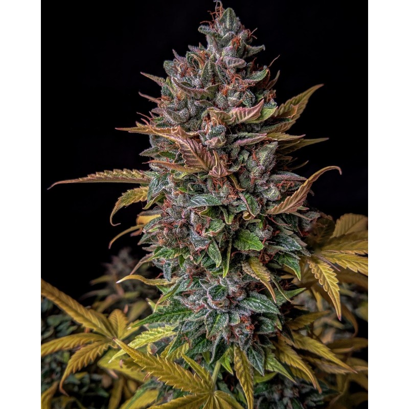 Orange Biscuits Mephisto Genetics - immagine ufficiale