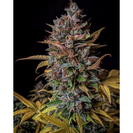 Orange Biscuits Mephisto Genetics - immagine ufficiale