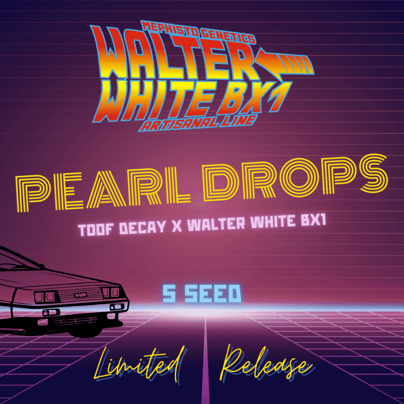 Pearl Drops Mephisto Genetics - immagine ufficiale