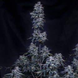 Pinot Noir Mephisto Genetics - cime