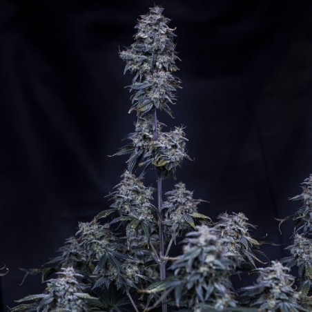Pinot Noir Mephisto Genetics - cime
