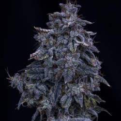Pinot Noir Mephisto Genetics - cime 2