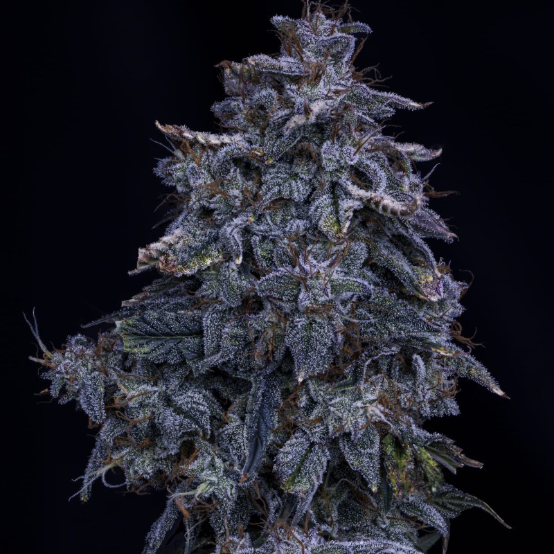 Pinot Noir Mephisto Genetics - cime 2