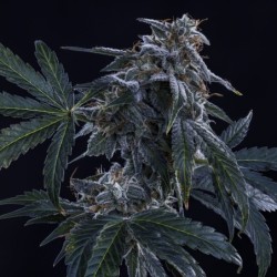 Pinot Noir Mephisto Genetics - cime 3