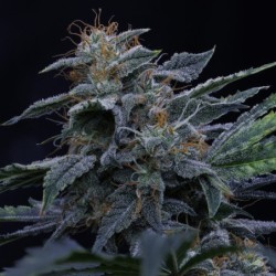 Pinot Noir Mephisto Genetics - cime 4