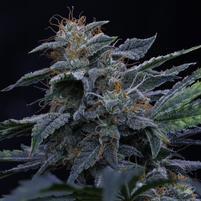 Pinot Noir Mephisto Genetics - cime 4