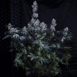 Pinot Noir Mephisto Genetics - cime 5