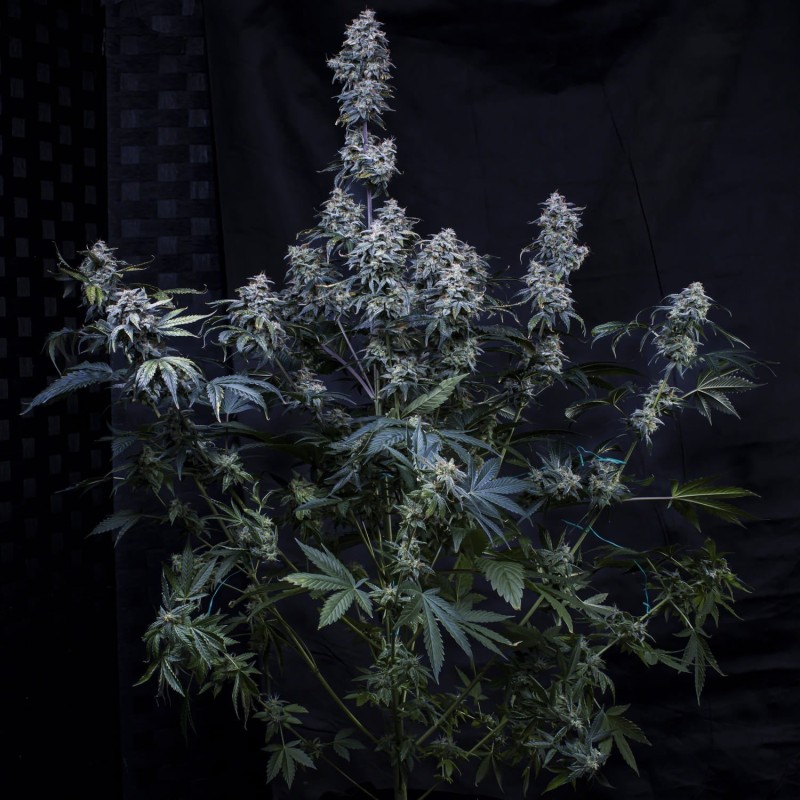 Pinot Noir Mephisto Genetics - cime 5