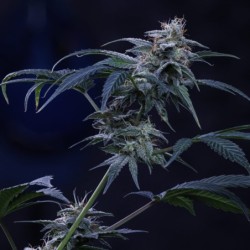 Pinot Noir Mephisto Genetics - cime 6