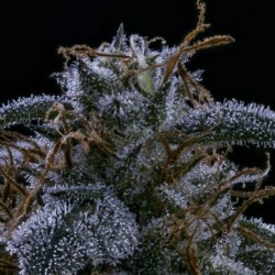 Pinot Noir Mephisto Genetics - cime 7