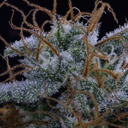 Pinot Noir Mephisto Genetics - cime 8