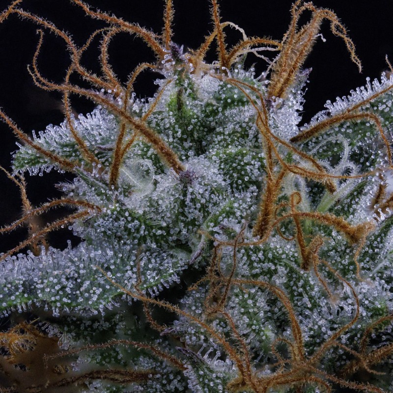 Pinot Noir Mephisto Genetics - cime 8