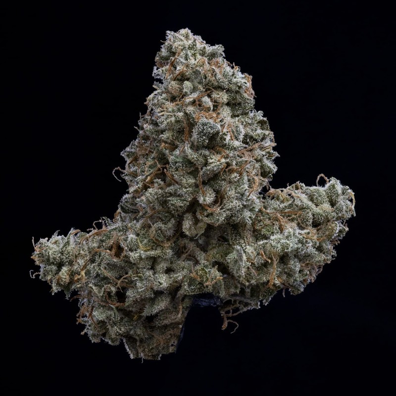 Pinot Noir Mephisto Genetics - cime 9