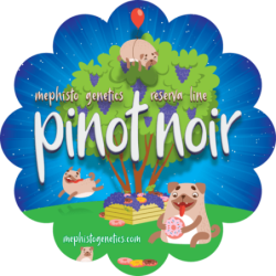 Pinot Noir Mephisto Genetics - immagine ufficiale 10