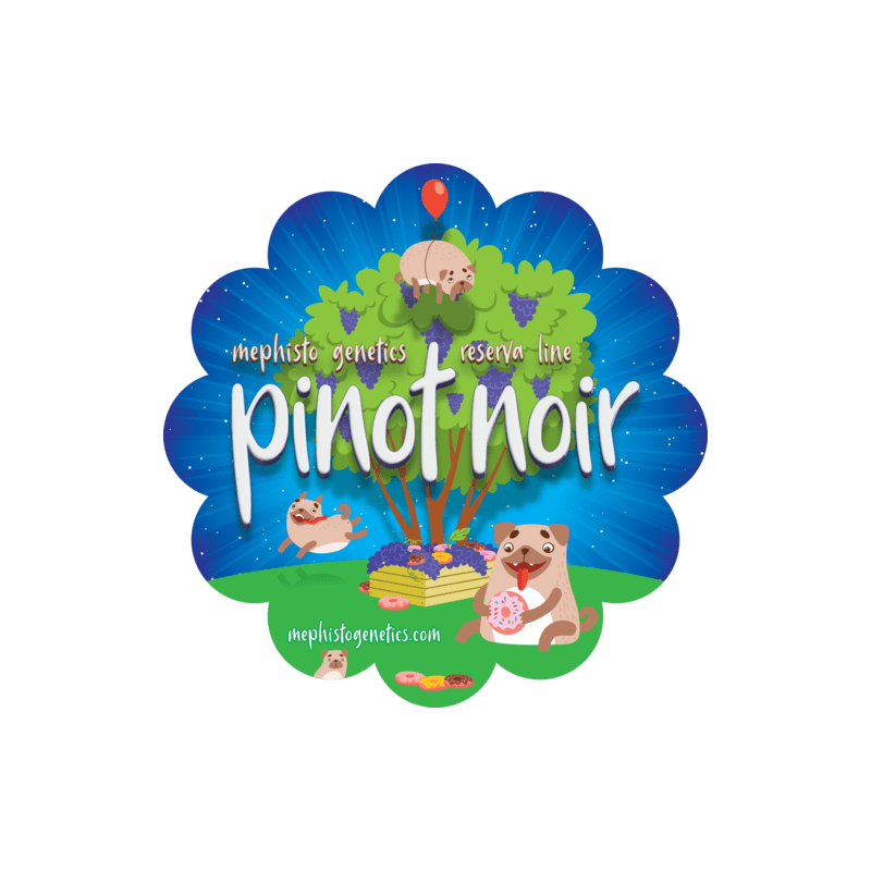 Pinot Noir Mephisto Genetics - immagine ufficiale 10