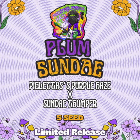 Plum Sundae Mephisto Genetics - immagine ufficiale