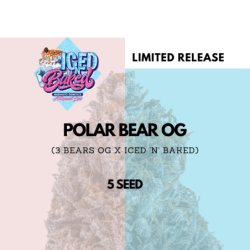 Polar Bear OG Mephisto Genetics - cime
