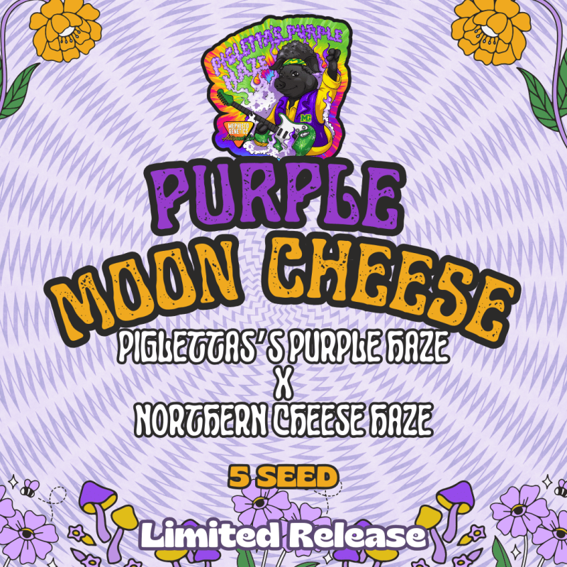 Purple Moon Cheese Mephisto Genetics - immagine ufficiale