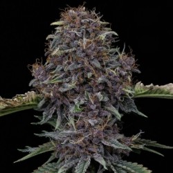 Purple Nuggets Mephisto Genetics - cime