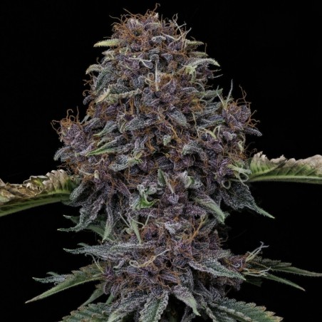 Purple Nuggets Mephisto Genetics - cime