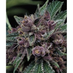Purple Nuggets Mephisto Genetics - cime 2