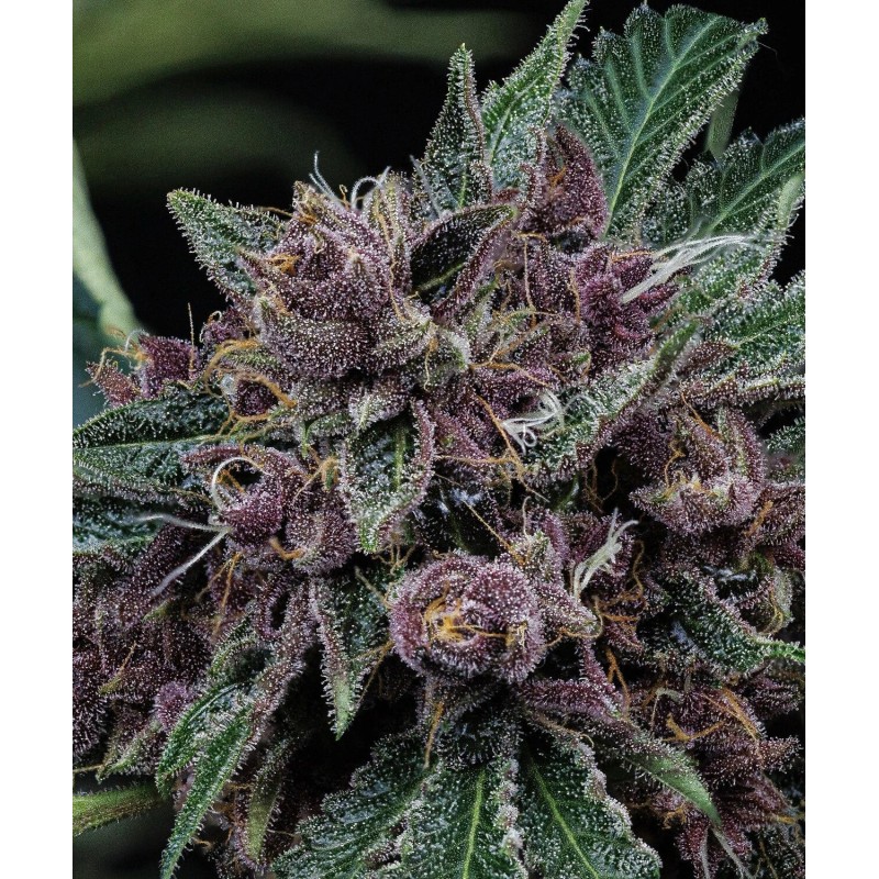Purple Nuggets Mephisto Genetics - cime 2