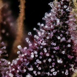 Purple Nuggets Mephisto Genetics - cime 3