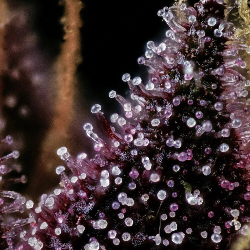 Purple Nuggets Mephisto Genetics - cime 3